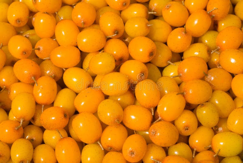 Bagas do mar-espinheiro cerval 9 imagens de stock