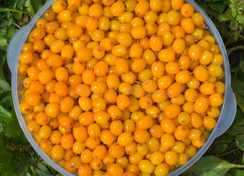 Bagas do mar-espinheiro cerval 14 fotos de stock royalty free