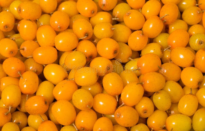 Bagas do mar-espinheiro cerval 18 imagem de stock royalty free