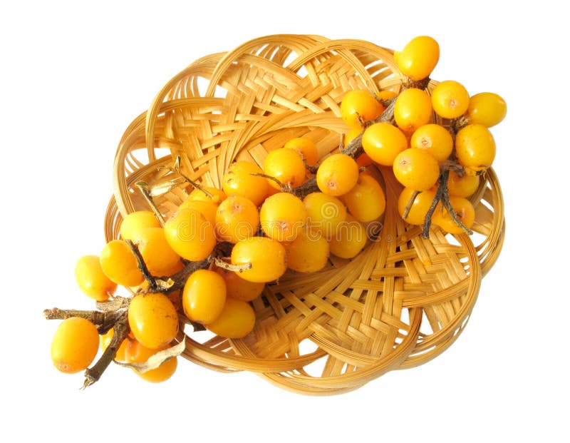 Bagas - espinheiro cerval de mar (rhamnoides de Hippophae) foto de stock royalty free