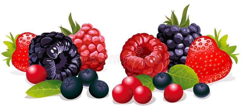 Frutos vermelhos isolados ilustração do vetor