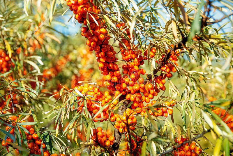 Bagas maduras de espinhos-do-mar imagem de stock