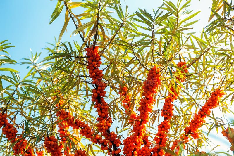 Bagas maduras de espinhos-do-mar fotografia de stock