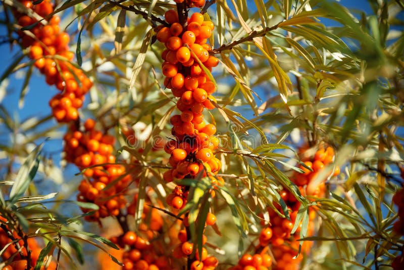 Bagas maduras de espinhos-do-mar imagem de stock royalty free