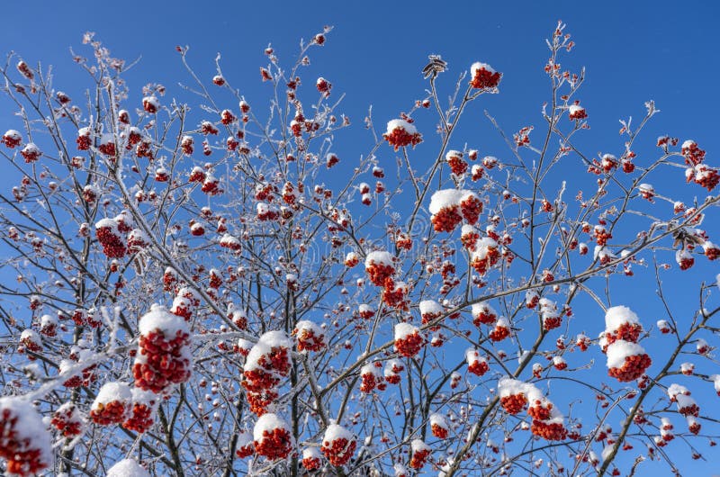 Bagas vermelhas brilhantes cobertas com a neve que pendura em ramos, contra um céu azul brilhante no inverno fotos de stock Bagas vermelhas brilhantes cobertas com a neve que pendura em ramos, contra um céu azul brilhante no inverno fotos de stock