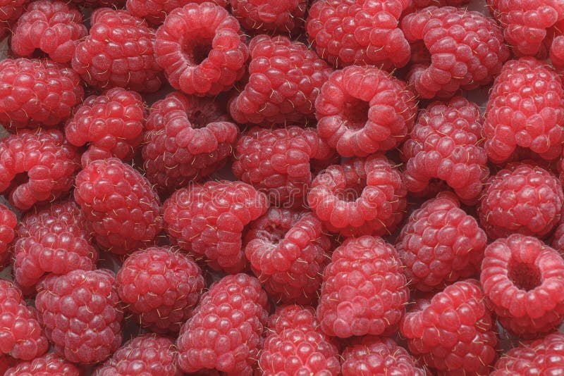 Bagas vermelhas maduras frescas do fundo do close-up das framboesas imagens de stock royalty free Bagas vermelhas maduras frescas do fundo do close-up das framboesas imagens de stock royalty free