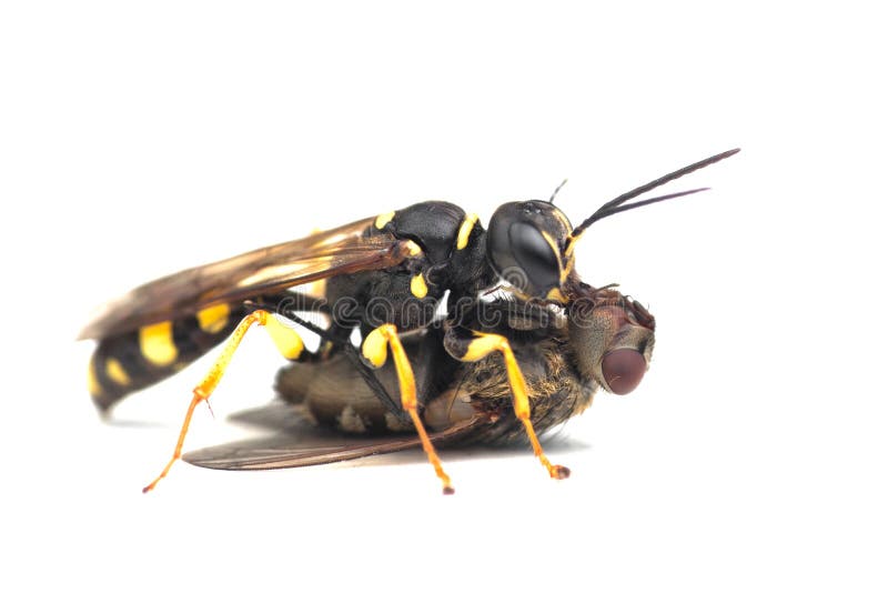 This Digger Field Wasp is attacking a prey. This Digger Field Wasp is attacking a prey.