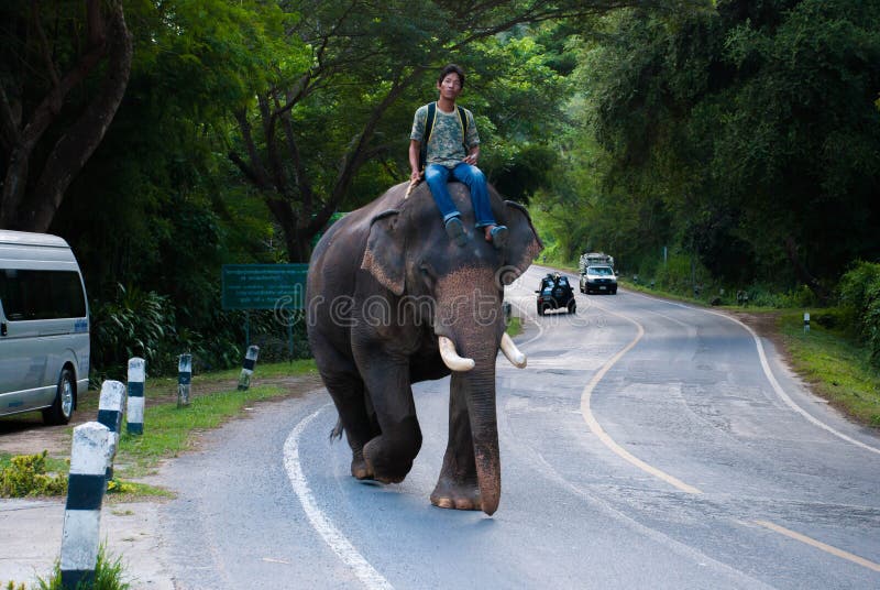 Bagno dell'elefante immagine stock libera da diritti