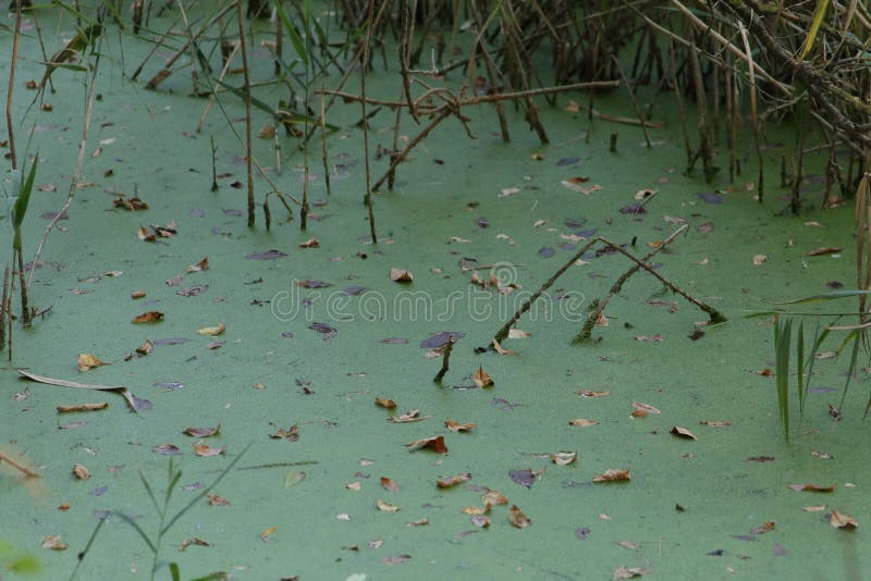 bagno Woda i Duckweed zdjęcie stock bagno Woda i Duckweed zdjęcie stock