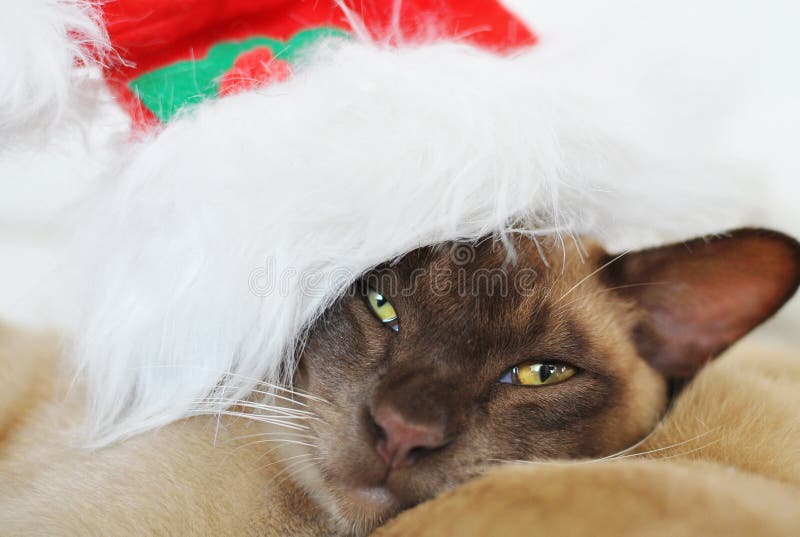 A cute Christmas portrait of a purebred Burmese breed cat with a very cranky expression on his face wearing a red and fur trimmed Santa Claus cap. A cute Christmas portrait of a purebred Burmese breed cat with a very cranky expression on his face wearing a red and fur trimmed Santa Claus cap.