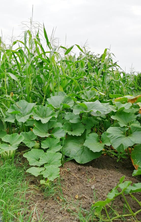Bahcha cultures agricoles sur le champ Courgette et ma?s images libres de droits Bahcha cultures agricoles sur le champ Courgette et ma?s images libres de droits
