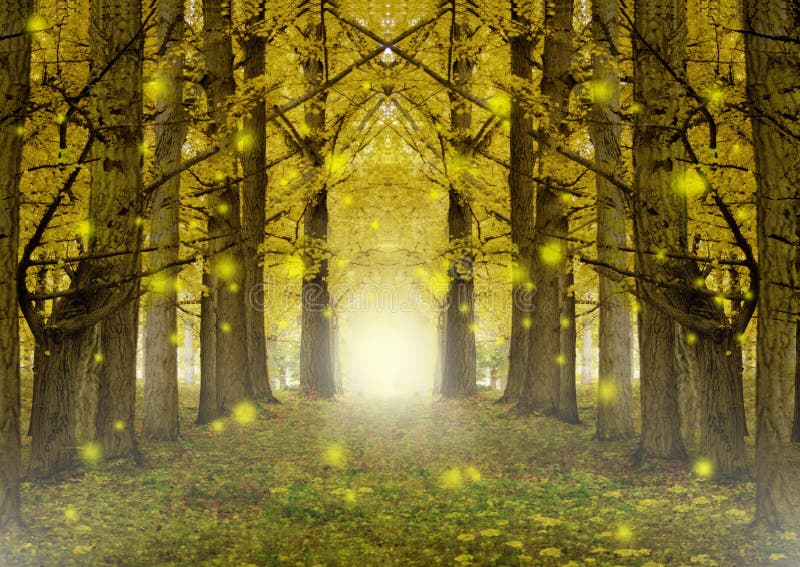 Bahn durch einen Gingkowald, der zu einen mysteri?sen rauchigen Eingang f?hrt stockfoto Bahn durch einen Gingkowald, der zu einen mysteri?sen rauchigen Eingang f?hrt stockfoto
