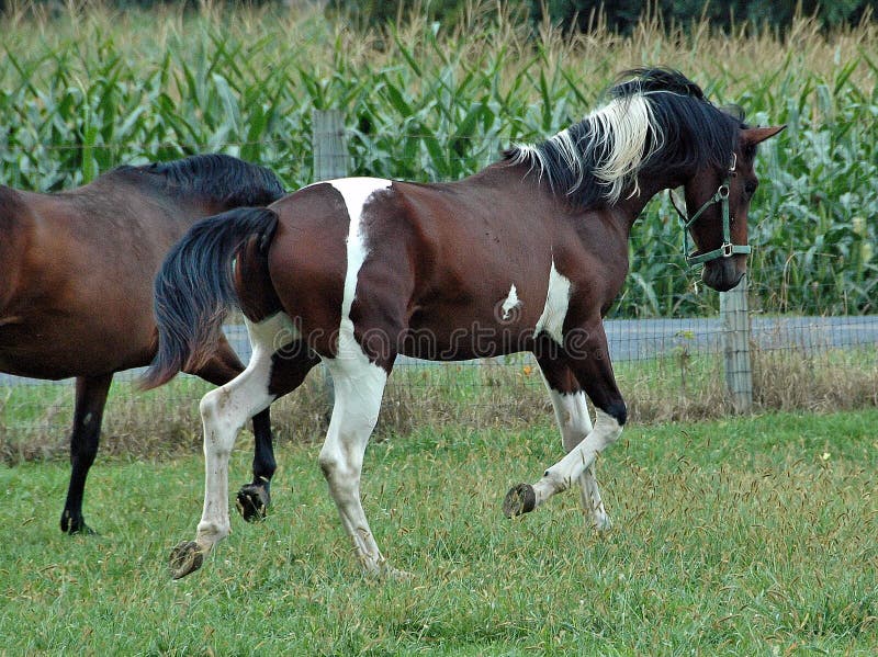 Bay and white Tobiano Pinto German Oldenburg warmblood gelding and bay Oldenburg mare running in pasture. Bay and white Tobiano Pinto German Oldenburg warmblood gelding and bay Oldenburg mare running in pasture