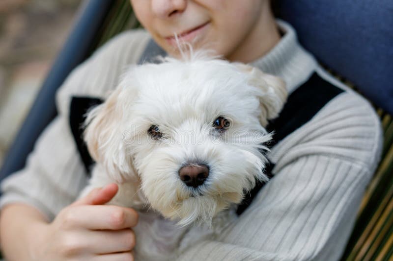 Baiat adolescent fericit și cățeluș maltez drăguț împreună. Frumos copil holding lui câine merge pentru plimbare. Animale de compa royalty free stock images