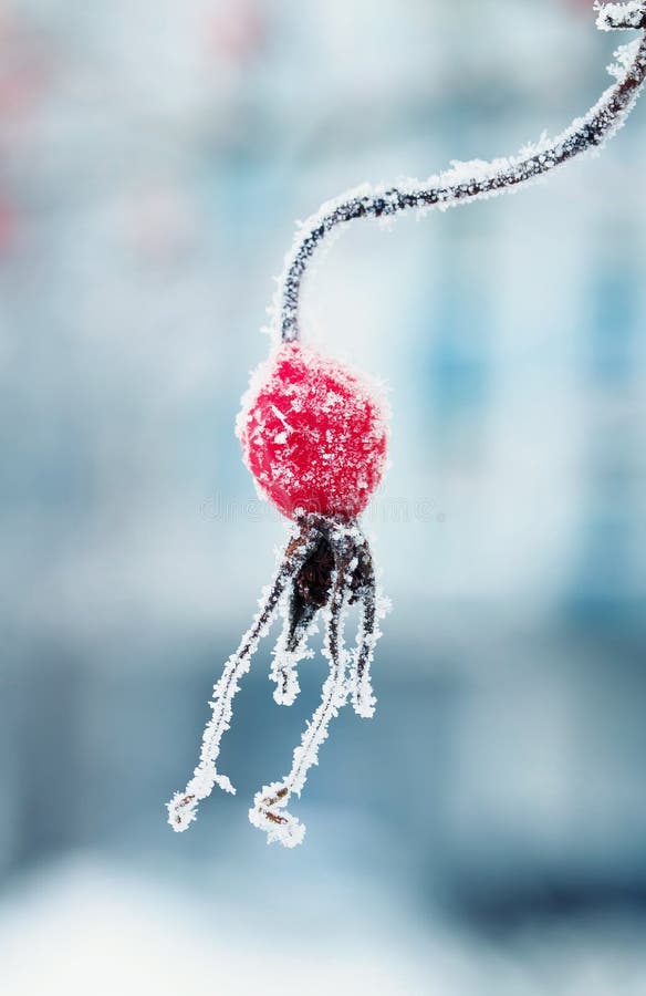 Baies congelées juteuses rouges de hanche rose couvertes de la glace blanche givrée photographie stock libre de droits Baies congelées juteuses rouges de hanche rose couvertes de la glace blanche givrée photographie stock libre de droits