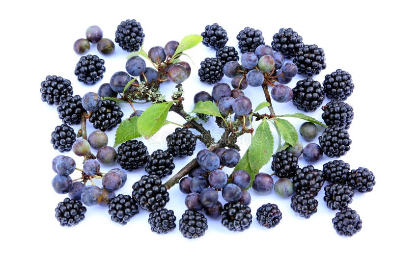 Blackberries and sloes on a white background. Blackberries and sloes on a white background