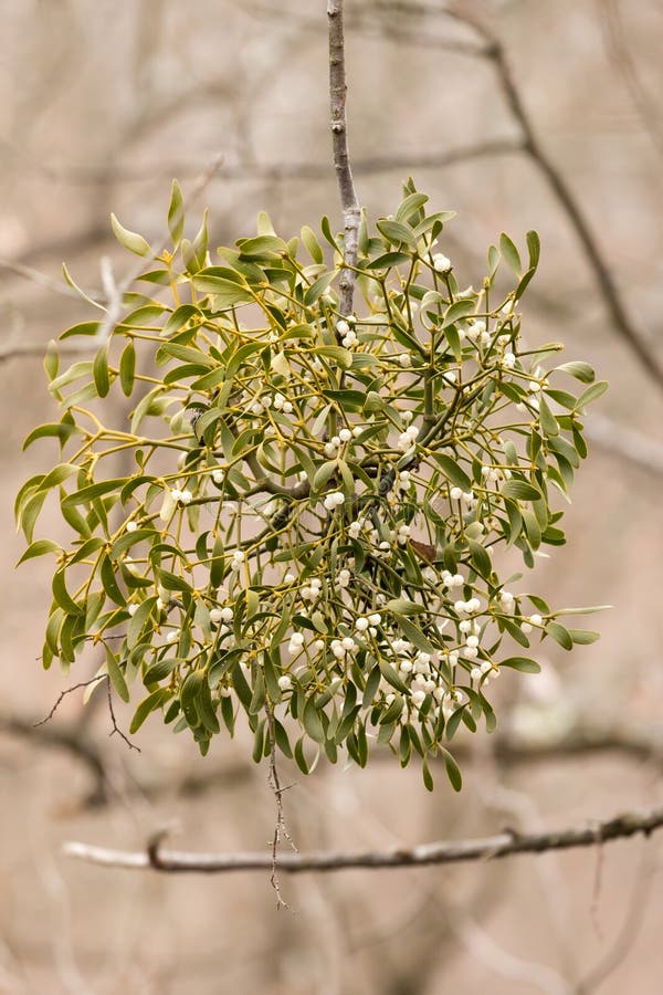 Branche De Feuilles De Gui Paillettée Avec Baies H 69cm