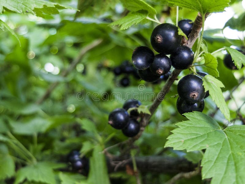 The black currant berries on a Bush close-up. The black currant berries on a Bush close-up