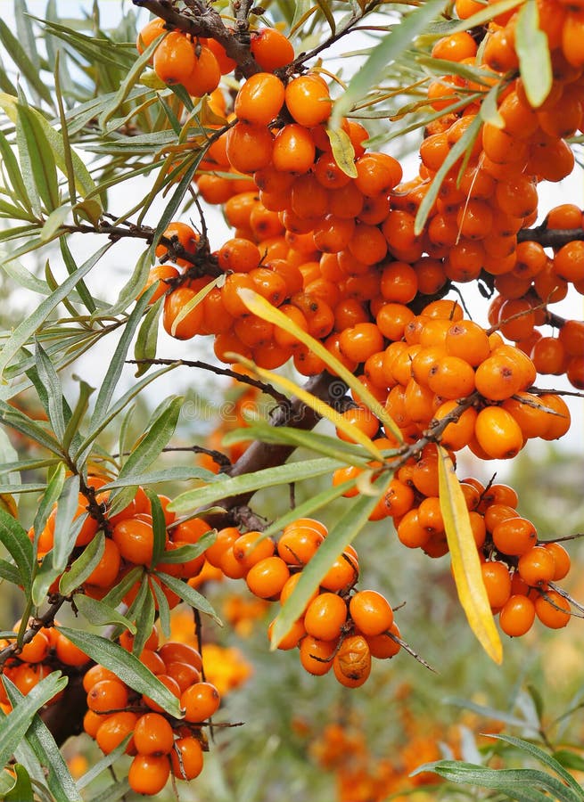 Baies De Mernerprun Sur Un Branchement Image stock Image du