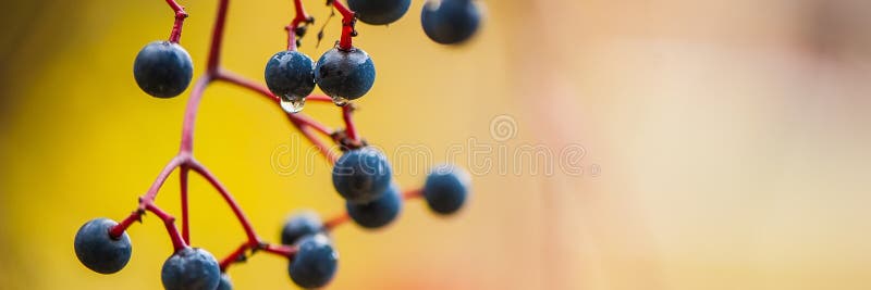 Baies des raisins sauvages avec des baisses de l'eau sur un fond jaune brouillé dans la forêt images libres de droits Baies des raisins sauvages avec des baisses de l'eau sur un fond jaune brouillé dans la forêt images libres de droits