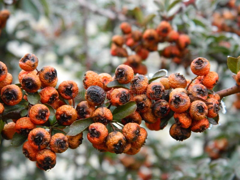 A photo of a bush with orange berries. A photo of a bush with orange berries