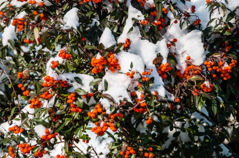 Baies oranges sous la neige, buisson pendant l'hiver photographie stock libre de droits Baies oranges sous la neige, buisson pendant l'hiver photographie stock libre de droits