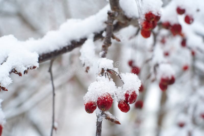 Baies rouges dans la neige images libres de droits Baies rouges dans la neige images libres de droits