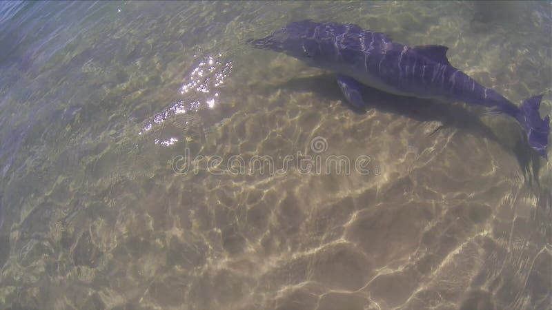 Baignade Dauphin Gros À La Surface Un joli dauphin australien à bosse banque de vidéos