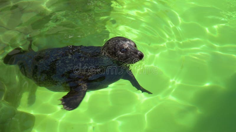 Baignade grise de grypus atlantic halichoerus d'étanchéité à la surface de l'eau dans le terarium. Joint drôle à la recherche et a