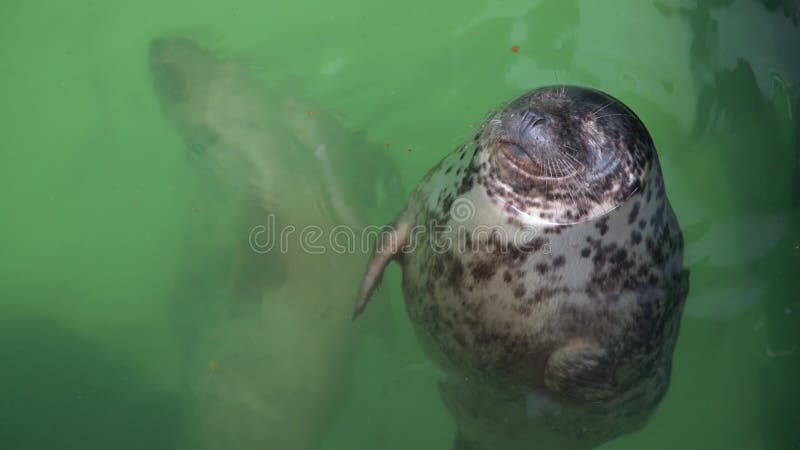 Baignade grise de grypus atlantic halichoerus d'étanchéité à la surface de l'eau dans le terarium. Joint drôle à la recherche et a