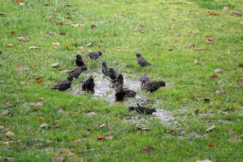 Bain d'oiseau photos libres de droits Bain d'oiseau photos libres de droits