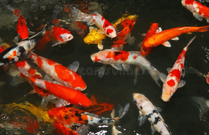 Bain de poissons de Koi sur l'étang photos stock Bain de poissons de Koi sur l'étang photos stock