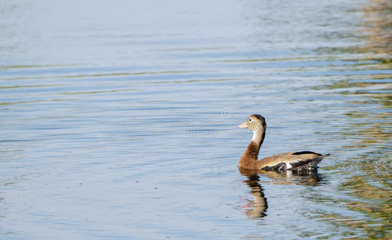 bains siffleurs Noir-gonflés d'autumnalis de Duck Dendrocygna dans un petit étang au Mexique photographie stock libre de droits bains siffleurs Noir-gonflés d'autumnalis de Duck Dendrocygna dans un petit étang au Mexique photographie stock libre de droits