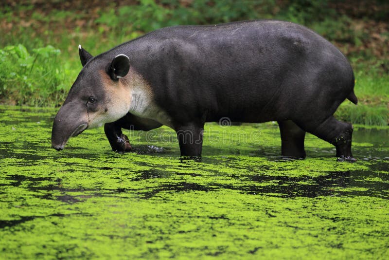 Baird s tapir