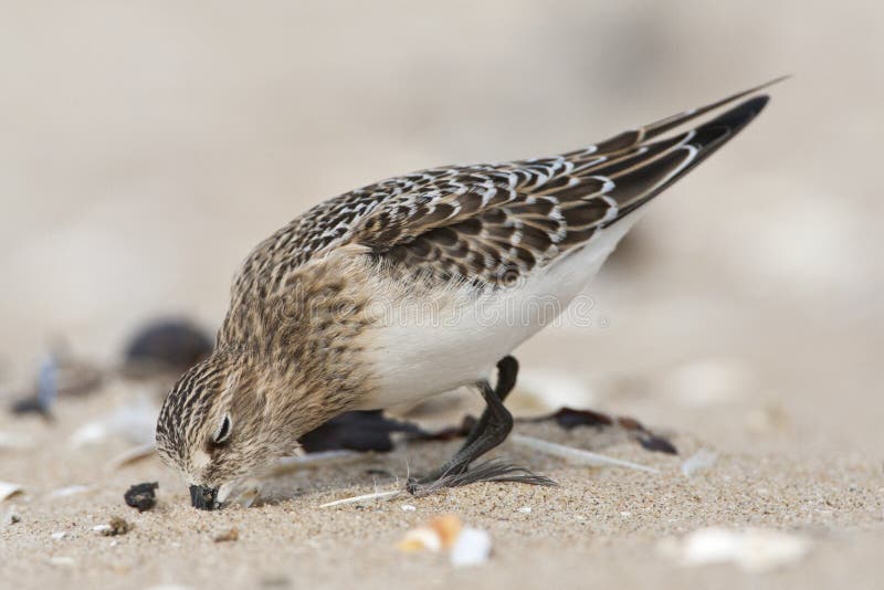 Bairds Strandloper, Bairds Sandpiper, Calidris Bairdii Stock Photo