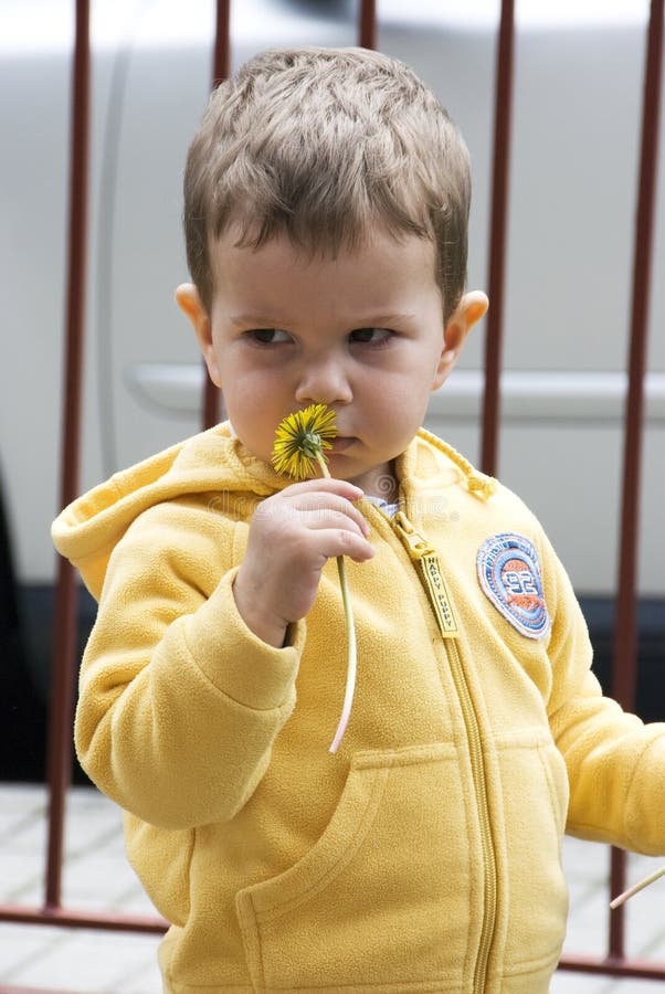 A Dandelion kiss. A close up of a baby boy kissing a yellow wild grass flower, a symbol of the beautiful spring and summer. A Dandelion kiss. A close up of a baby boy kissing a yellow wild grass flower, a symbol of the beautiful spring and summer.