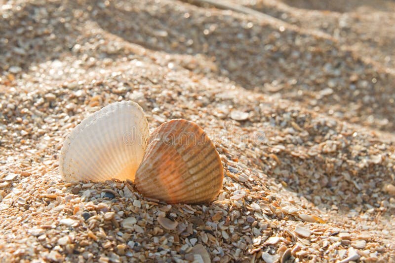 baisers-de-deux-seashells-12760912.jpg