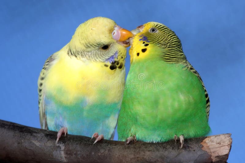 Baisers des paires de Budgie Baisers des paires de Budgie