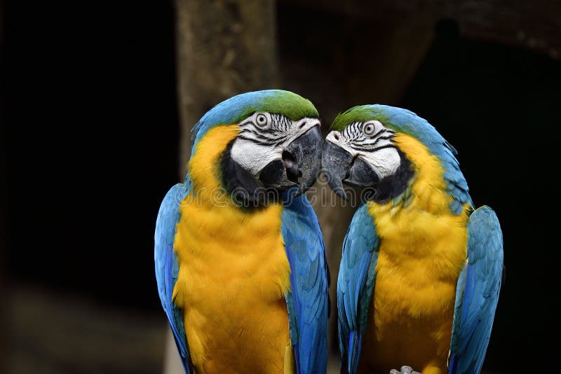 Baisers Du Bleu D Oiseaux De Perroquets Et De L Ara D Or Se Taquinant Tandis Que Dans Le Moment D Amour Photo Stock Image Du Beau Exotique