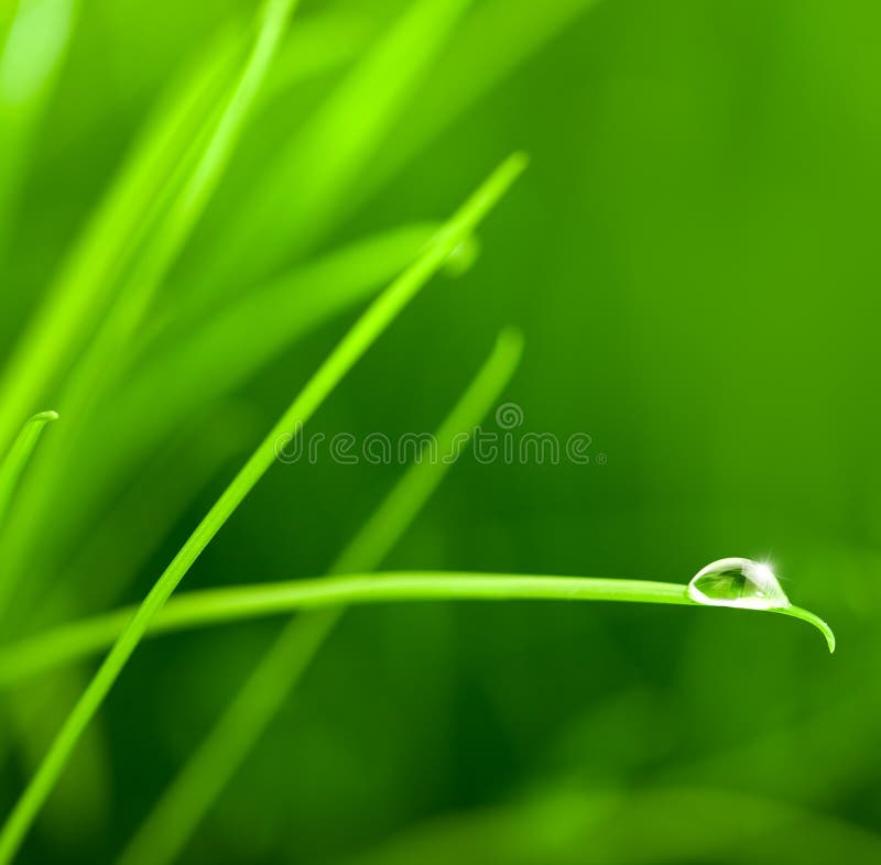 Baisse de l'eau sur la lame d'herbe avec l'étincelle photo libre de droits Baisse de l'eau sur la lame d'herbe avec l'étincelle photo libre de droits