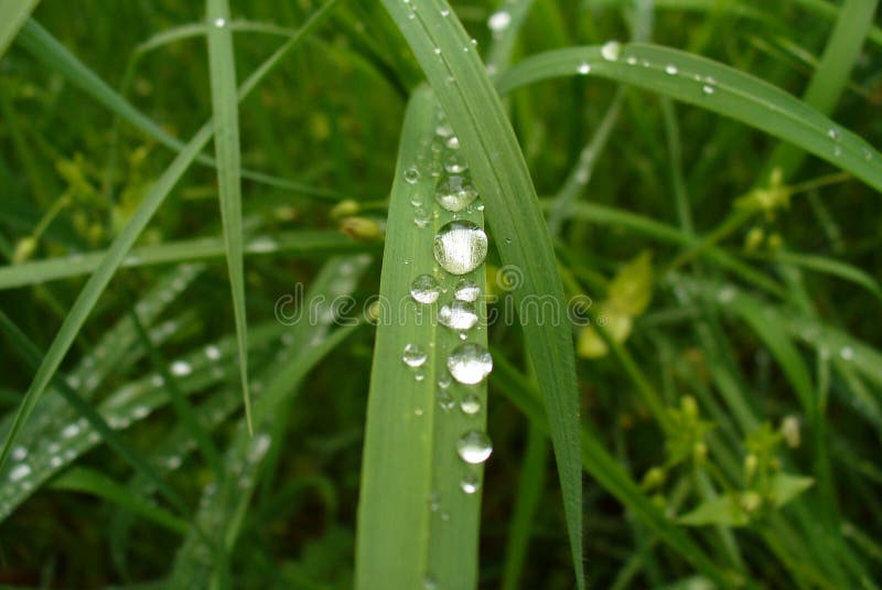 Big water drops on the little grace leaf. Big water drops on the little grace leaf