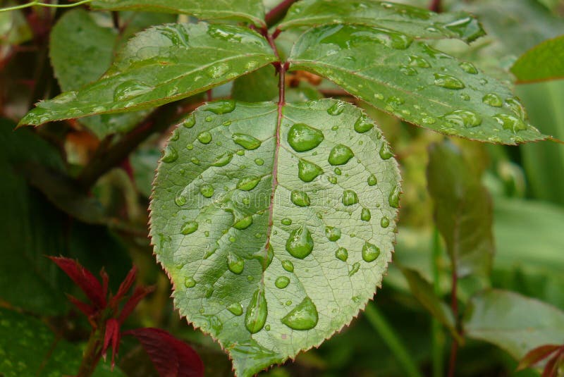 Water drops on the rose leaf. Water drops on the rose leaf