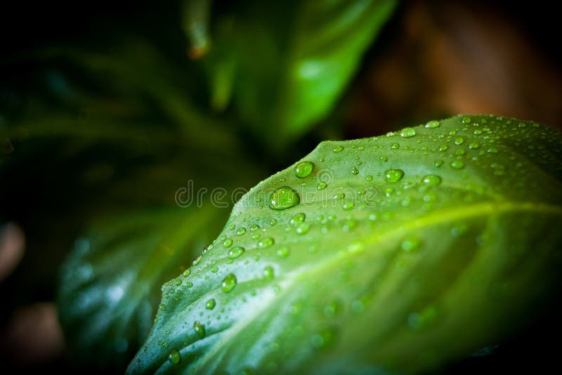 Water drops on green plant leaf. Water drops on green plant leaf