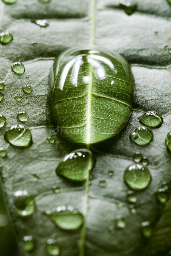 Water drops on the leaf. Water drops on the leaf