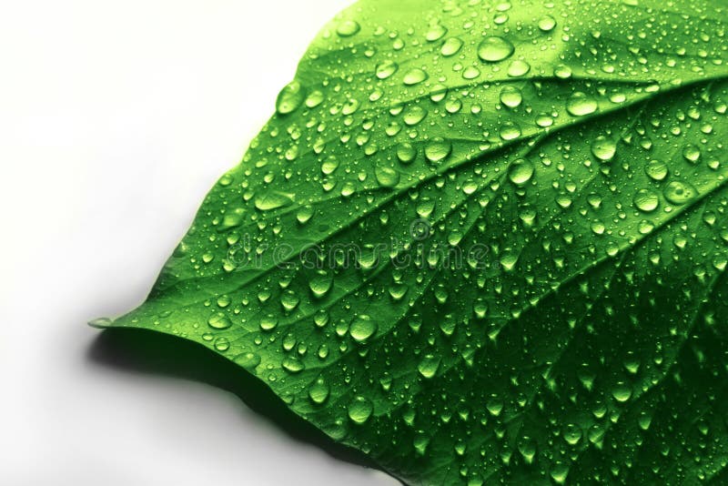 Fresh Water Drops on Green Plant Leaf. Fresh Water Drops on Green Plant Leaf