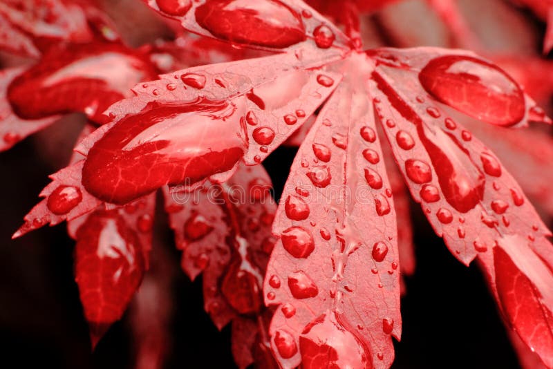 A close-up macro shot of water droplets on a vivid red leaf. A close-up macro shot of water droplets on a vivid red leaf