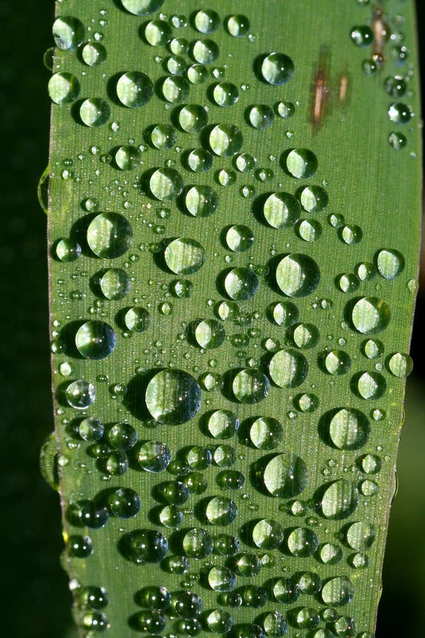 Morning water drops on green grass baldes. Morning water drops on green grass baldes