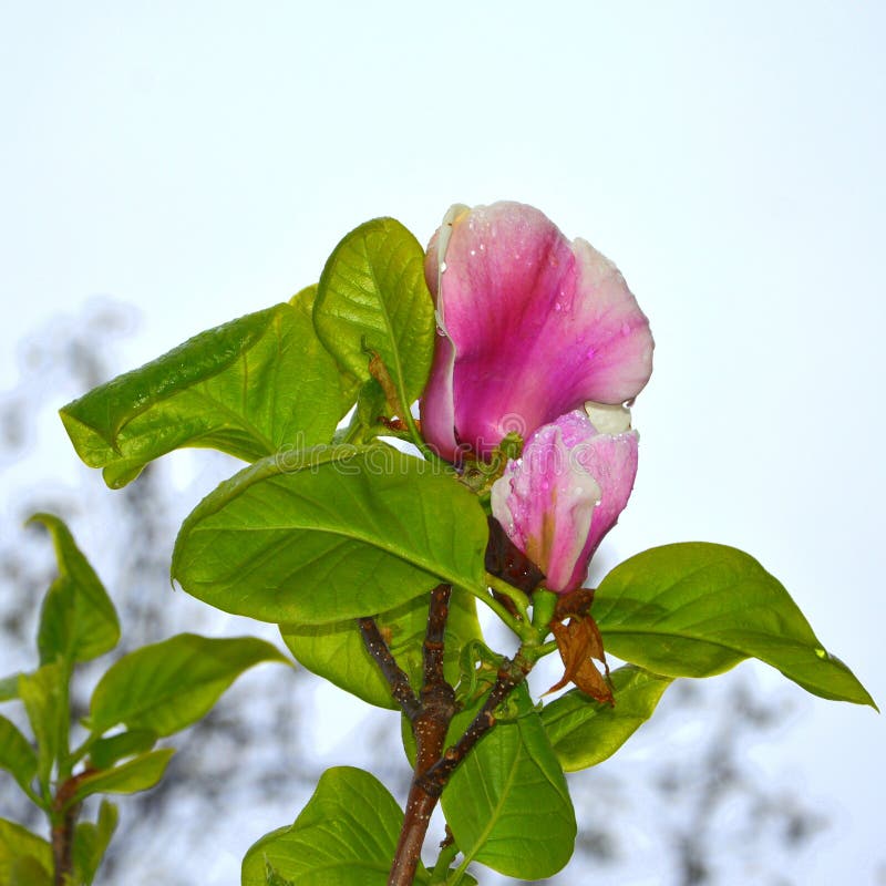 Baisses de magnolia et d'eau Fleurs gentilles dans le jardin dans le milieu de l'?t?, dans un jour ensoleill? Horizontal vert photographie stock libre de droits Baisses de magnolia et d'eau Fleurs gentilles dans le jardin dans le milieu de l'?t?, dans un jour ensoleill? Horizontal vert photographie stock libre de droits