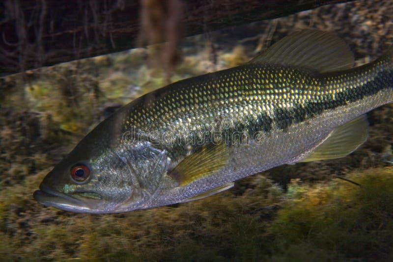 Baixo Largemouth de Florida - escondendo sob o registro fotos de stock Baixo Largemouth de Florida - escondendo sob o registro fotos de stock