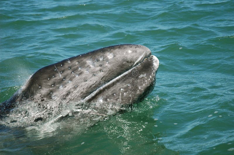 Baja łydkowy California szary wieloryb